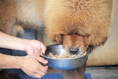 河北藏獒展上多只藏獒要價千萬引爭議 天價藏獒揭秘