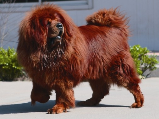 河北藏獒展上多只藏獒要價千萬引爭議 天價藏獒揭秘