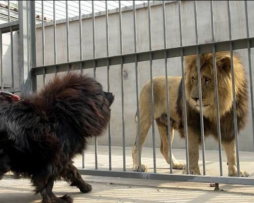 河北藏獒展上多只藏獒要價千萬引爭議 天價藏獒揭秘