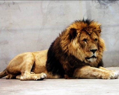 河北藏獒展上多只藏獒要價千萬引爭議 天價藏獒揭秘