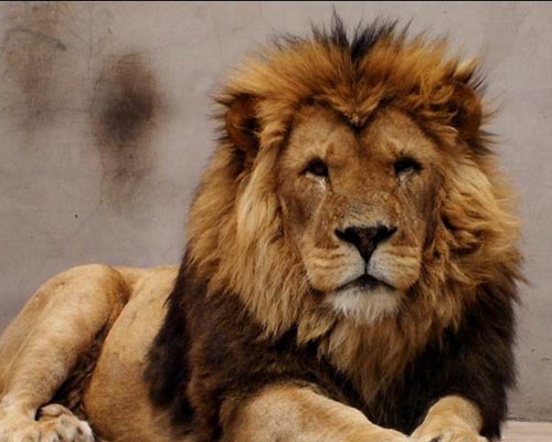 河北藏獒展上多只藏獒要價千萬引爭議 天價藏獒揭秘