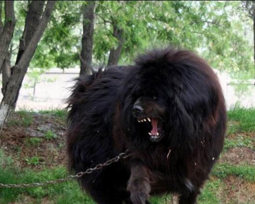 河北藏獒展上多只藏獒要價千萬引爭議 天價藏獒揭秘