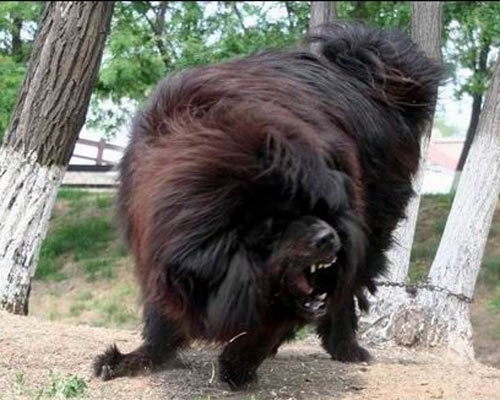 河北藏獒展上多只藏獒要價(jià)千萬引爭議 天價(jià)藏獒揭秘