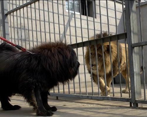 河北藏獒展上多只藏獒要價(jià)千萬引爭議 天價(jià)藏獒揭秘
