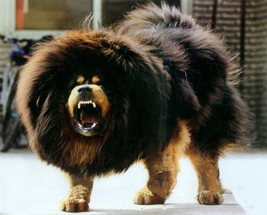 河北藏獒展上多只藏獒要價千萬引爭議 天價藏獒揭秘