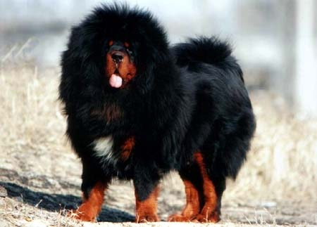 河北藏獒展上多只藏獒要價千萬引爭議 天價藏獒揭秘