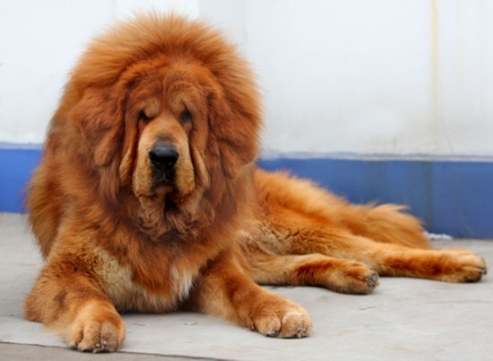 河北藏獒展上多只藏獒要價千萬引爭議 天價藏獒揭秘