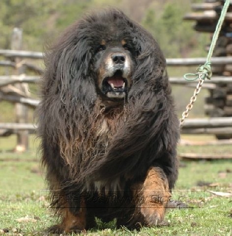 河北藏獒展上多只藏獒要價千萬引爭議 天價藏獒揭秘