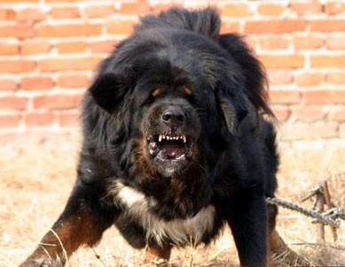 河北藏獒展上多只藏獒要價千萬引爭議 天價藏獒揭秘