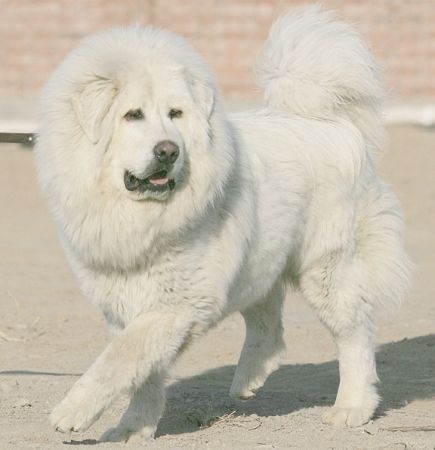 河北藏獒展上多只藏獒要價千萬引爭議 天價藏獒揭秘