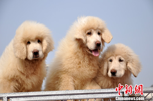 河北邯鄲小藏獒“萌態”惹人愛