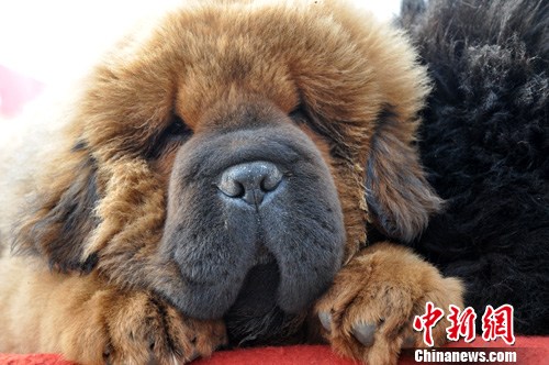 河北邯鄲小藏獒“萌態”惹人愛