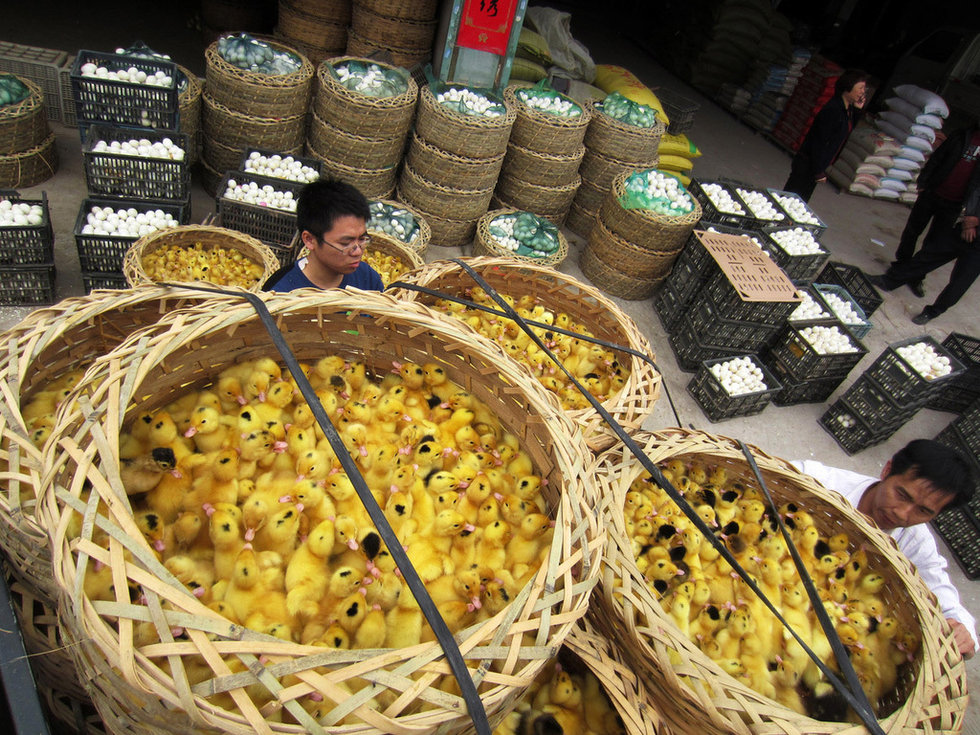 福建鴨場(chǎng)上萬鴨苗每只6分錢賤賣喂蛇