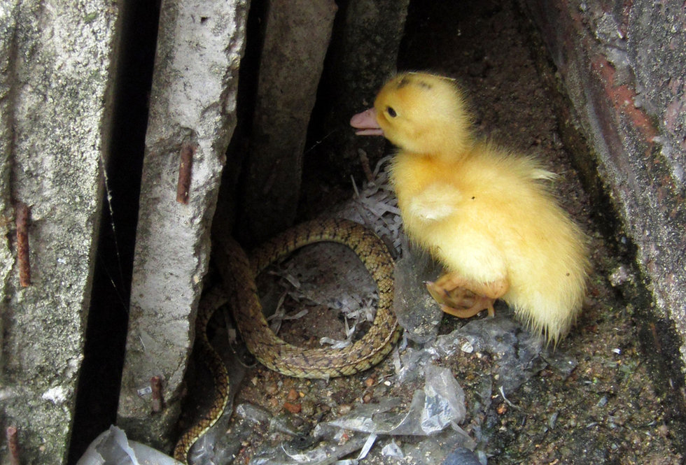 福建鴨場(chǎng)上萬(wàn)鴨苗每只6分錢(qián)賤賣(mài)喂蛇