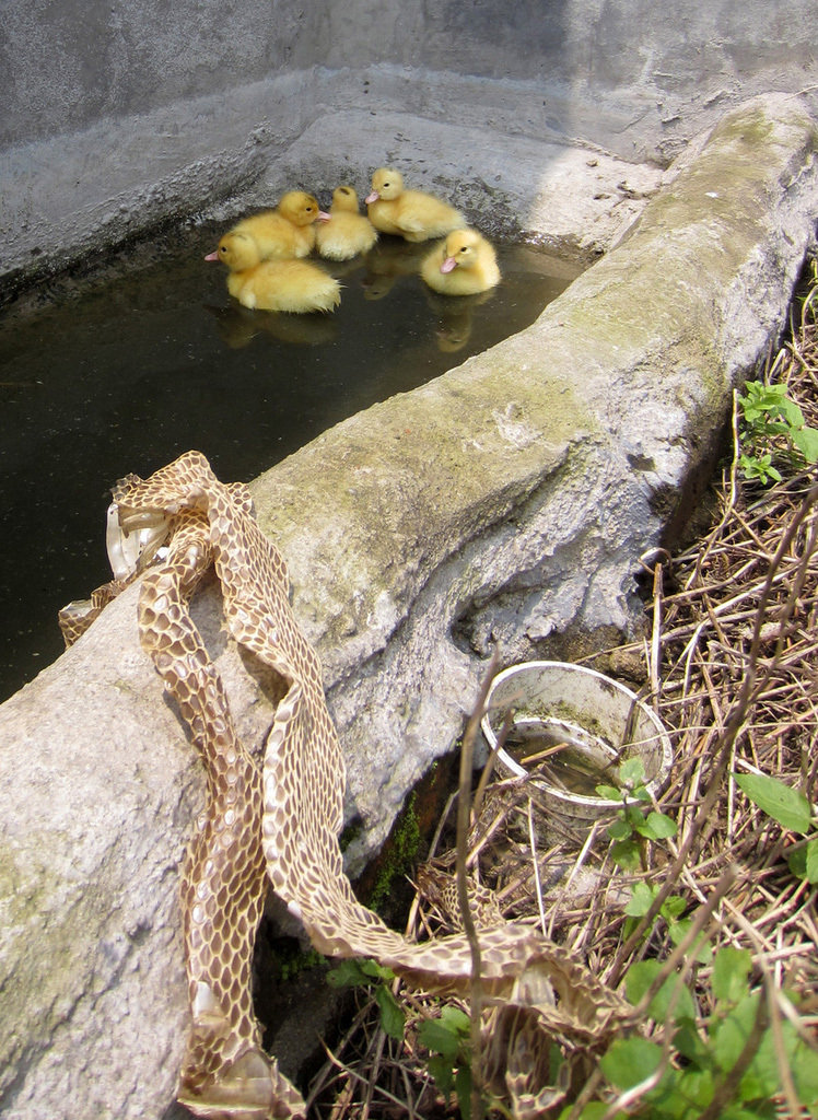 福建鴨場上萬鴨苗每只6分錢賤賣喂蛇