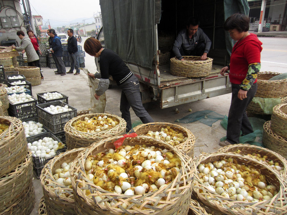福建鴨場上萬鴨苗每只6分錢賤賣喂蛇