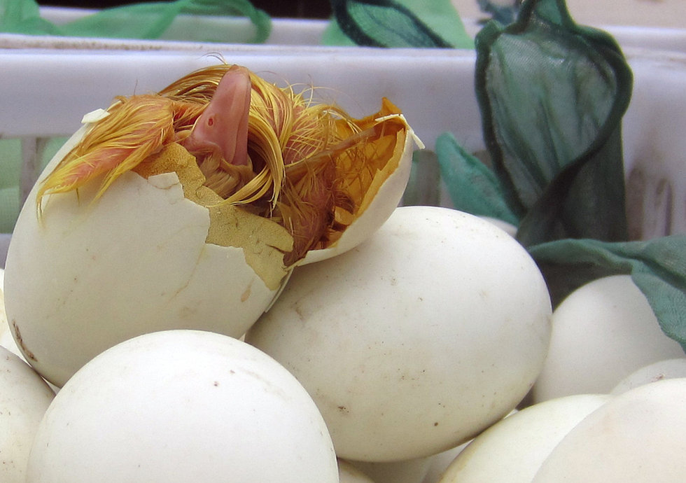 福建鴨場上萬鴨苗每只6分錢賤賣喂蛇