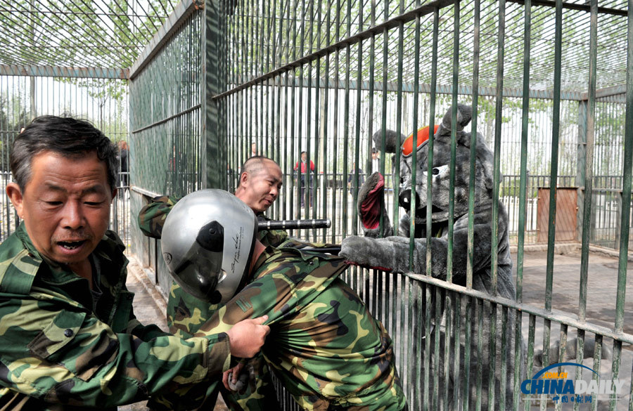 山西太原動(dòng)物園演練“獸口救人”