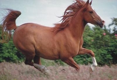 身價(jià)是大熊貓的20倍 盤點(diǎn)世界最貴那些動(dòng)物/圖