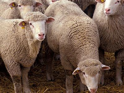 身價是大熊貓的20倍 盤點世界最貴那些動物/圖