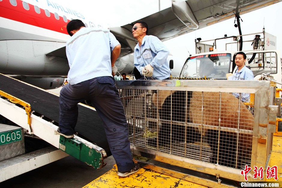 成都大熊貓“琪琪”“芝芝”飛往北京參加國際園博會[組圖]