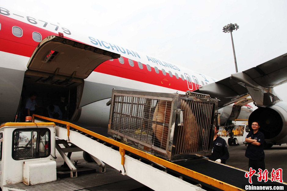 成都大熊貓“琪琪”“芝芝”飛往北京參加國際園博會[組圖]