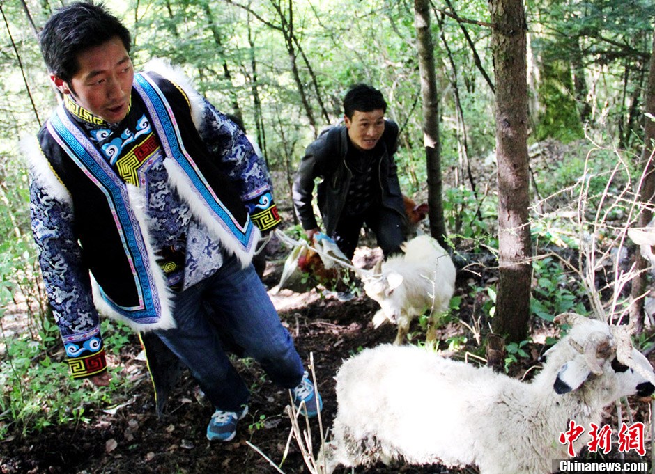 四川茂縣羌族感恩節 民眾齊聚祭祀太陽神