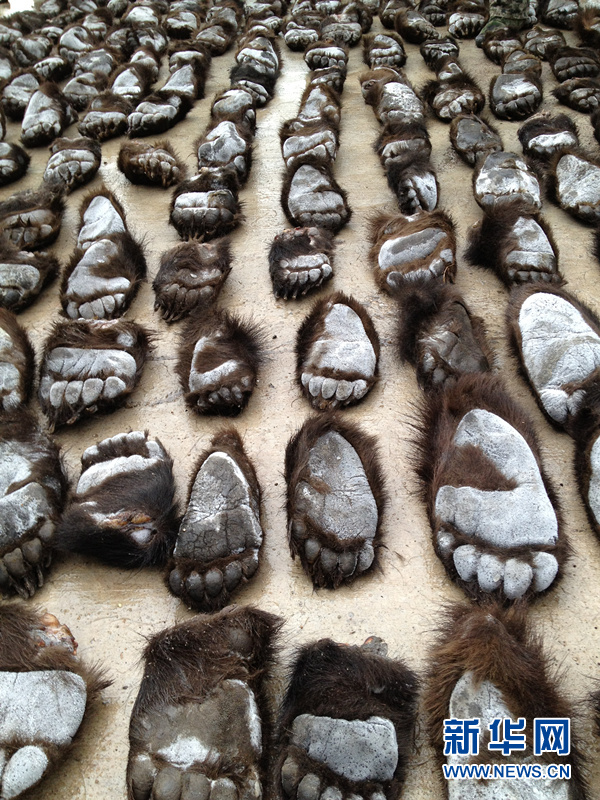 5輪胎藏213只熊掌 內(nèi)蒙古查獲最大熊掌走私案