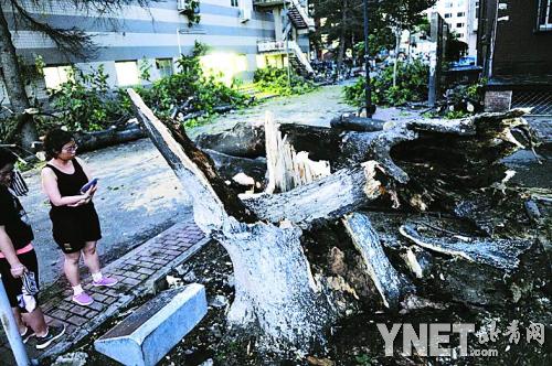 交通大學 大風刮倒五十歲老樹