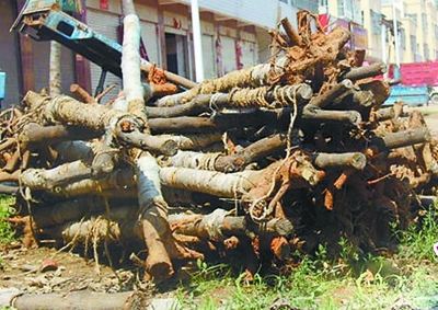 應付檢查花樣多 領導視察變身“全民造假”