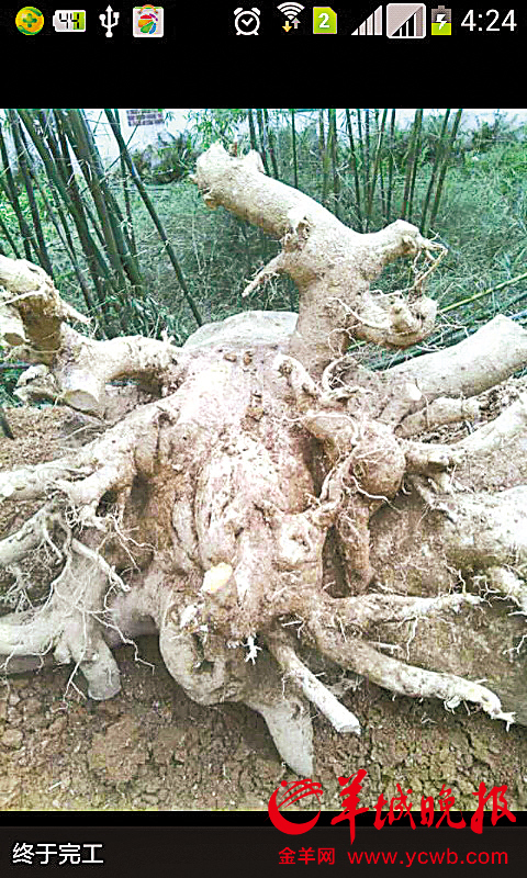 盜十萬元野生沉香 小偷微信“直播”全程