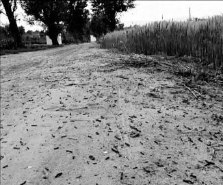 華北多地遭遇黏蟲(chóng)危害 山西570多萬(wàn)畝作物受災(zāi)