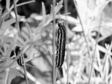 華北多地遭遇黏蟲(chóng)危害 山西570多萬(wàn)畝作物受災(zāi)