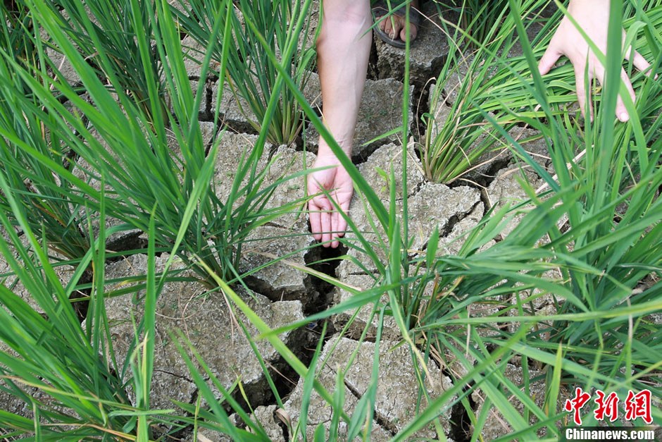 湖南鳳凰近四成水田出現干裂 1.32萬人“喊渴”