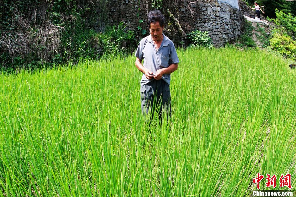 湖南鳳凰近四成水田出現(xiàn)干裂 1.32萬人“喊渴”