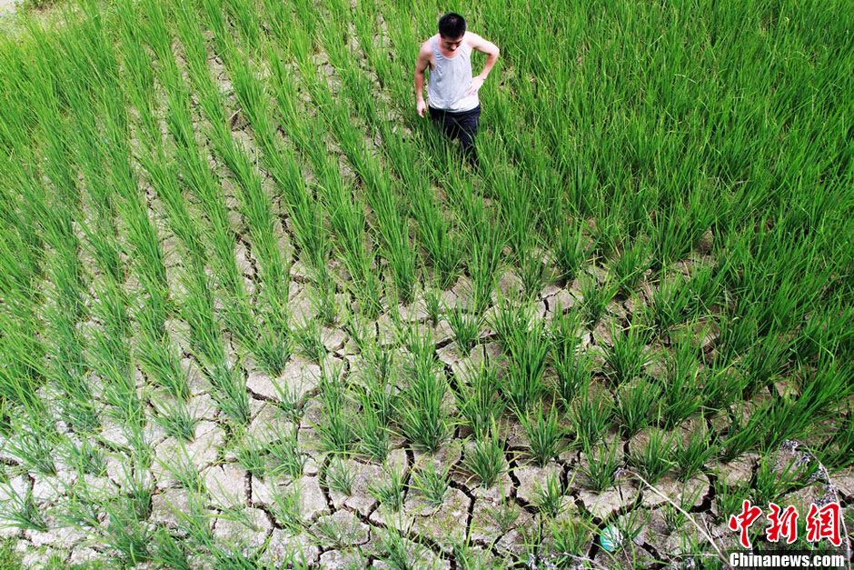 湖南鳳凰近四成水田出現干裂 1.32萬人“喊渴”