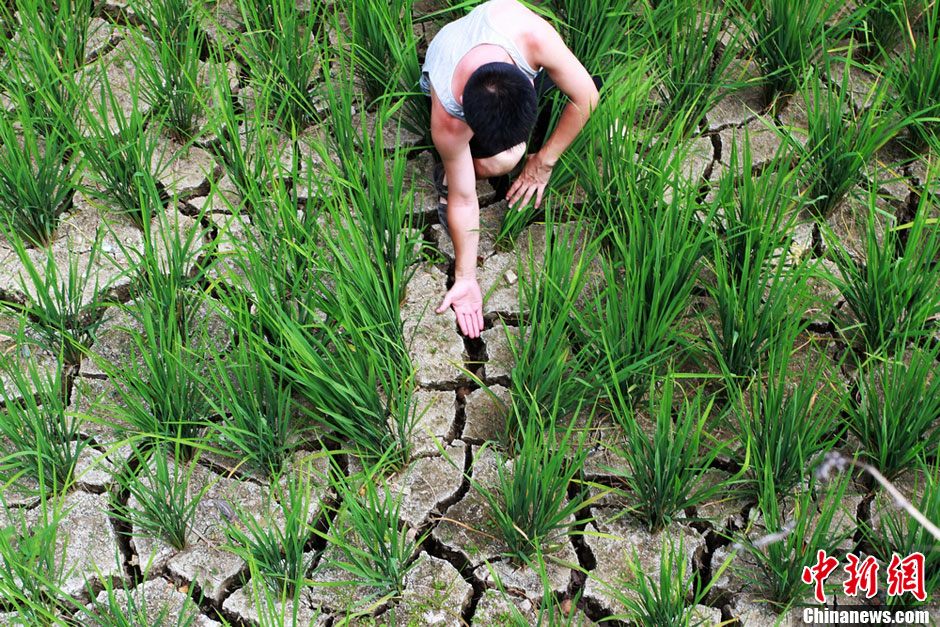湖南鳳凰近四成水田出現干裂 1.32萬人“喊渴”
