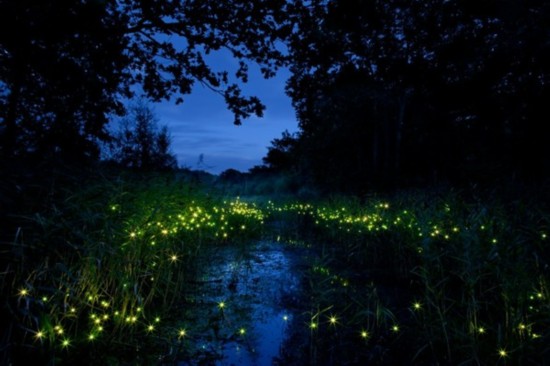 活體螢火蟲七夕熱賣被指