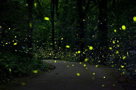 活體螢火蟲七夕熱賣被指