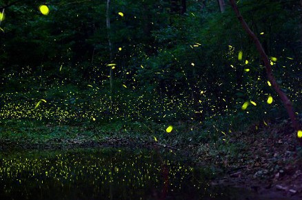 活體螢火蟲(chóng)七夕熱賣(mài)被指