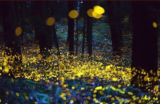 活體螢火蟲七夕熱賣被指