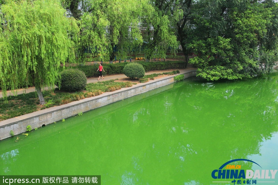 浙東古運河藍藻肆虐 河水轉身一變綠顏料