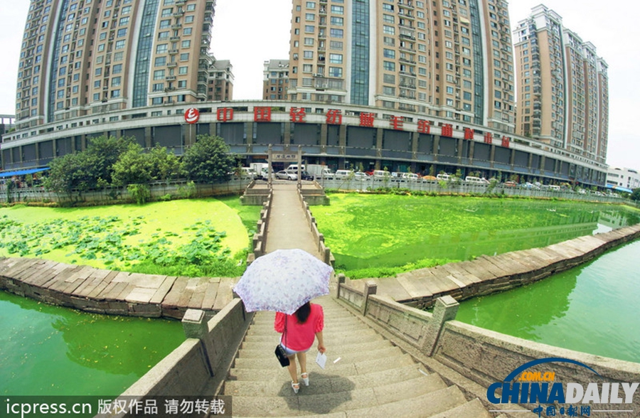 浙東古運河藍藻肆虐 河水轉身一變綠顏料