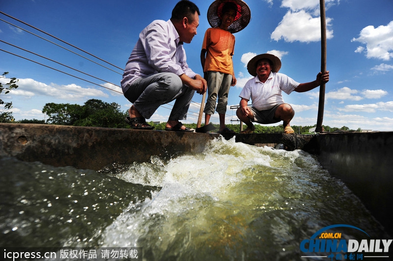 湖南旱情蔓延：引水澆灌農田自救 定點定時供水解旱農之渴