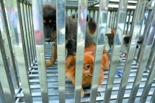 洛陽搞集中執法狗患卻加重 市民不滿犬主有怨言