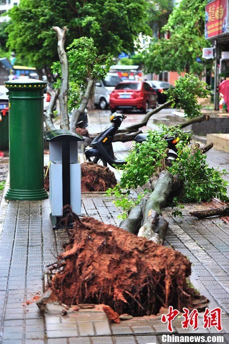 強熱帶風暴“飛燕”登陸海南 街邊大樹被連根拔起