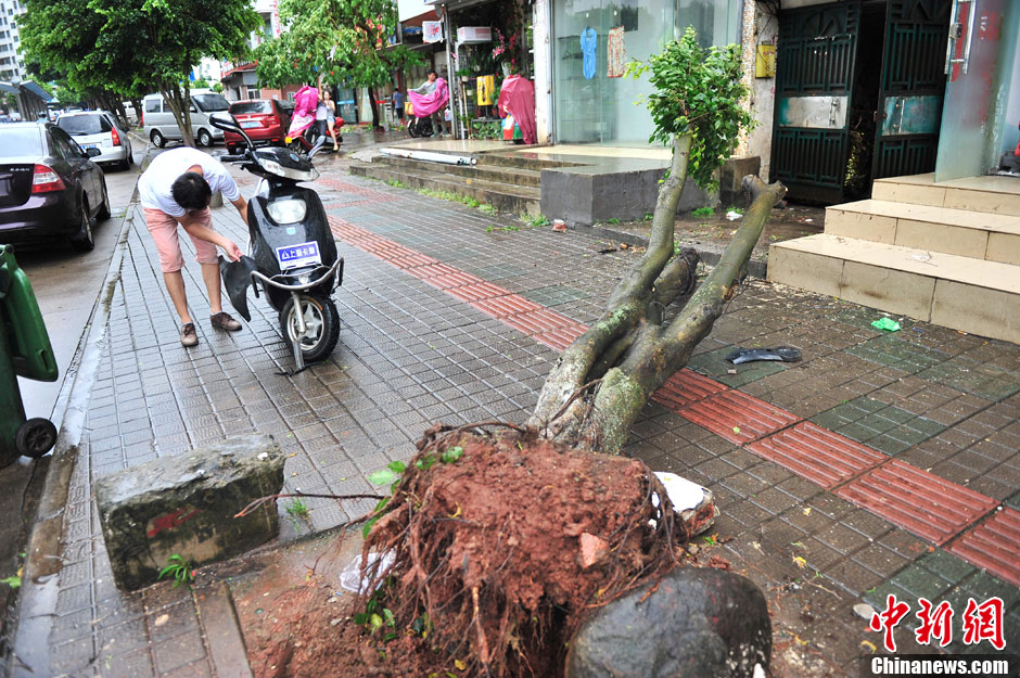 強熱帶風暴“飛燕”登陸海南 街邊大樹被連根拔起