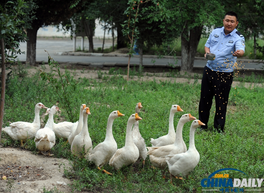 新疆警察推廣養鵝防盜 稱“比狗好使”