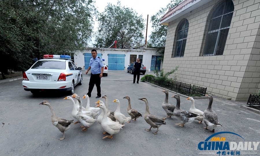 新疆警察推廣養鵝防盜 稱“比狗好使”