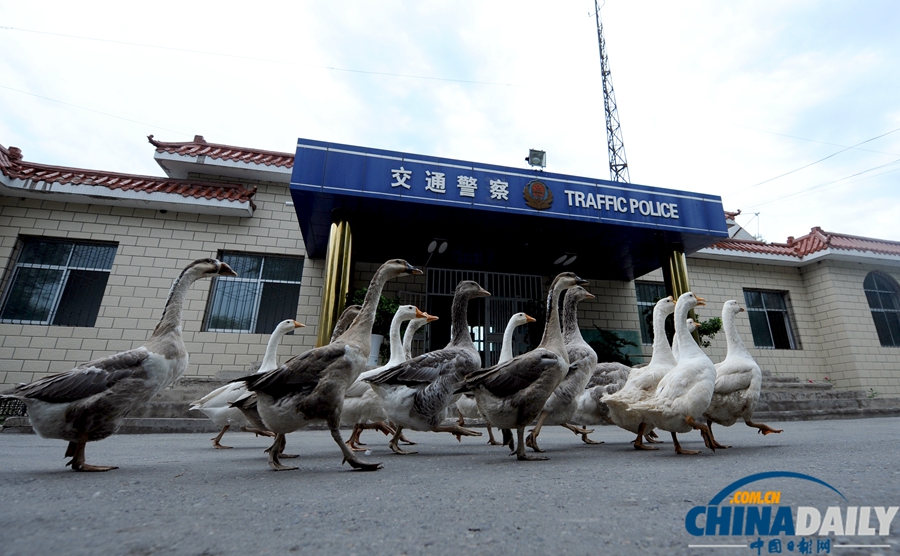 新疆警察推廣養(yǎng)鵝防盜 稱“比狗好使”